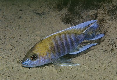 Aulonocara jacobfreibergi 'Boadzulu Island'